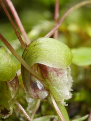 Corybas vitreus