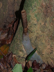 Tetragonilla atripes