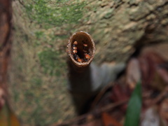 Tetragonilla atripes