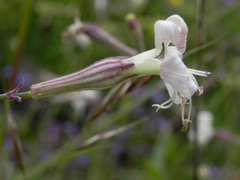 Silene italica