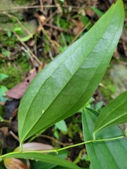 Smilax lanceifolia