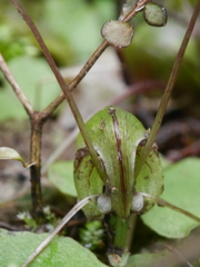 Corybas vitreus