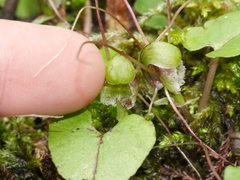 Corybas vitreus