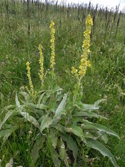 Verbascum longifolium