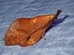 Gastropacha leopoldi