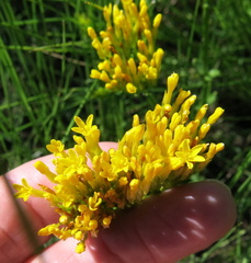 Sebaea sedoides