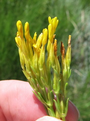 Sebaea sedoides