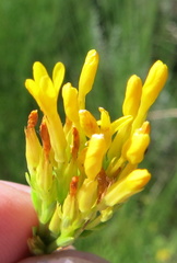 Sebaea sedoides