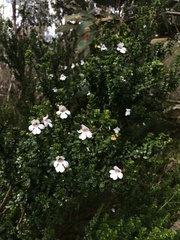 Prostanthera cuneata