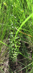 Sebaea sedoides