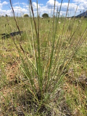 Aristida arizonica