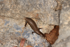 Trachylepis tessellata