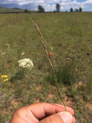 Aristida arizonica