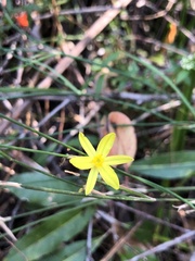 Tricoryne elatior