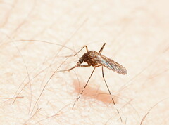 Aedes