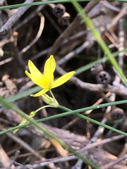Tricoryne elatior