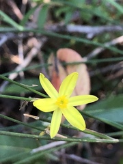 Tricoryne elatior