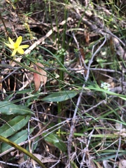 Tricoryne elatior