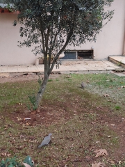 Streptopelia senegalensis
