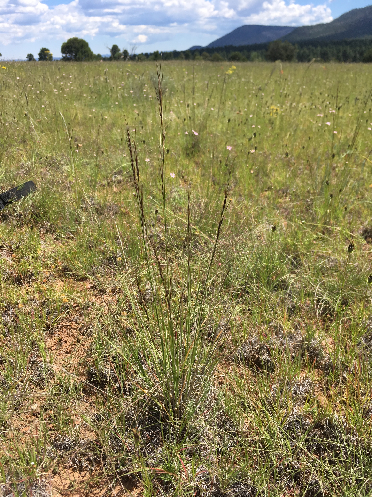 Aristida arizonica