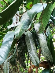 Garcinia xanthochymus