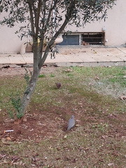 Streptopelia senegalensis