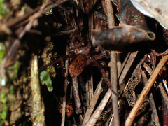 Uliodon