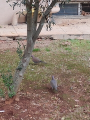 Streptopelia senegalensis