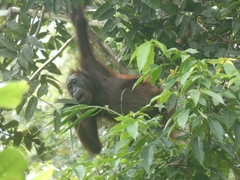 Pongo pygmaeus