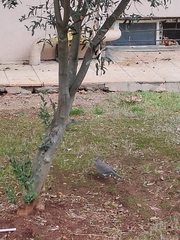 Streptopelia senegalensis