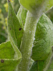 Verbascum longifolium