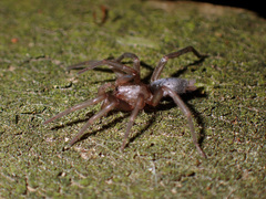 Hypodrassodes maoricus