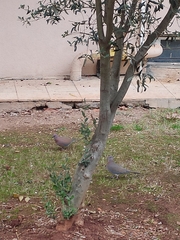 Streptopelia senegalensis