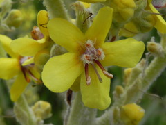 Verbascum longifolium