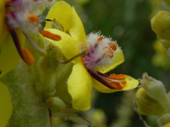 Verbascum longifolium