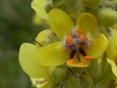 Verbascum longifolium