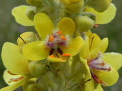 Verbascum longifolium