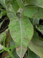 Verbascum longifolium