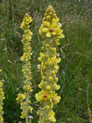 Verbascum longifolium