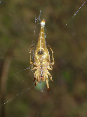 Arachnura