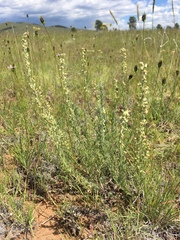 Artemisia carruthii carruthii