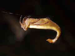Arachnura