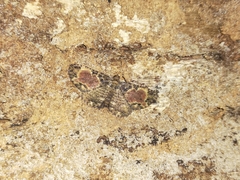 Scotocyma albinotata