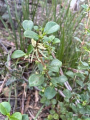 Coprosma hirtella