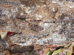 Scotocyma albinotata