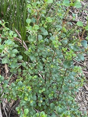 Coprosma hirtella