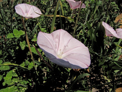 Convolvulus cantabrica