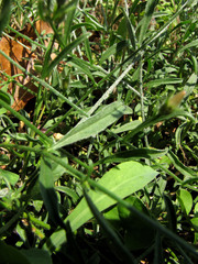 Convolvulus cantabrica