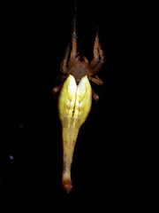 Arachnura