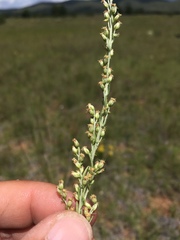 Artemisia carruthii carruthii